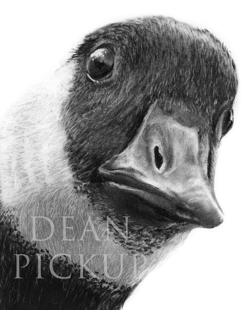 Oh Canada!, Fine Art Print - 11"x14"