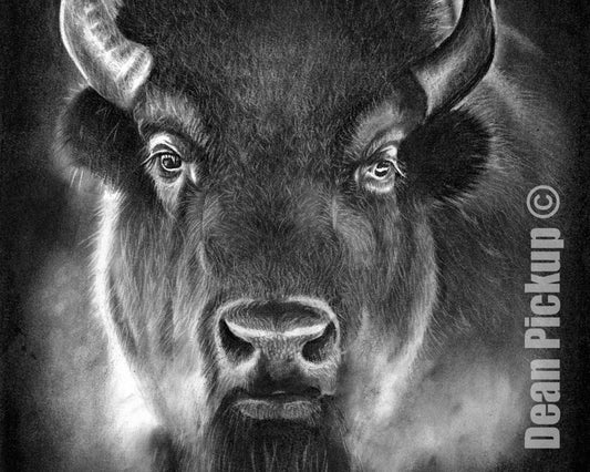 Vanishing, (Limited) Fine Art Bison Print - 13"x16"