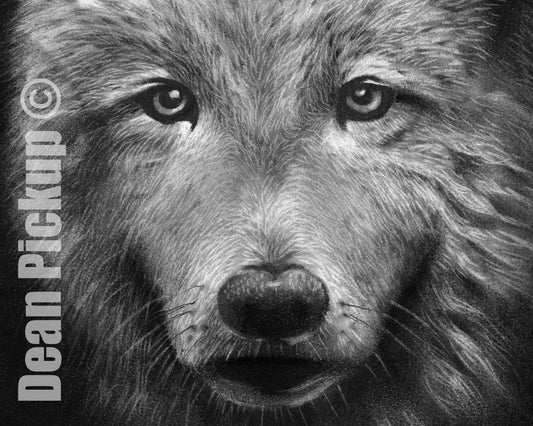 The Lone Wolf, Fine Art Print - 13"x16"