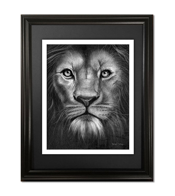 Mercy, Lion Fine Art Print - 13"x16"