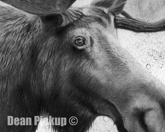 The Recluse, Moose Fine Art Print - 13"x16"