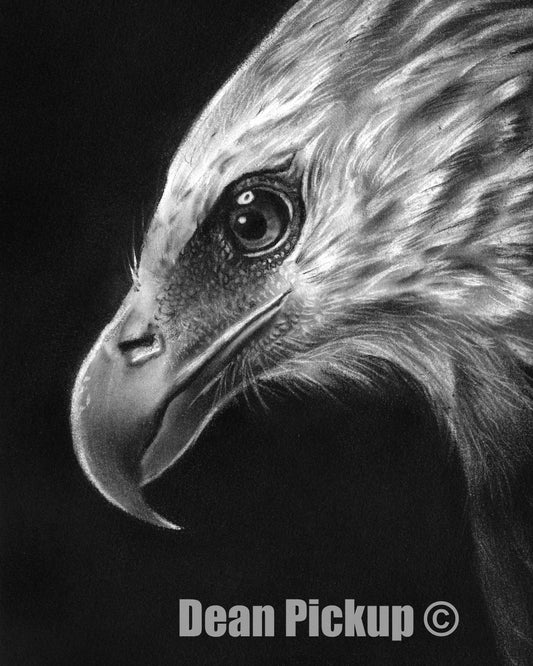 Patience, Bald Eagle Fine Art Print - 13"x16"