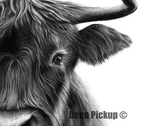 Detail of "Upfront", Highland Steer fine art print by Dean Pickup Art