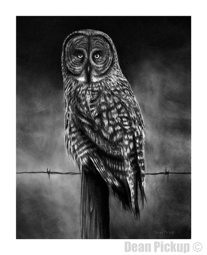 Dean Pickup Art charcoal art prints. Grey Ghost, owl sitting on a fence