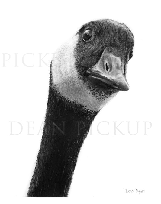 Oh Canada!, Fine Art Print - 11"x14"