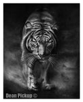 "Emerge" Tiger fine art print for sale by Dean Pickup Art