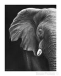 "Elephant in the Room" Fine Art Print for sale. Dean Pickup Art