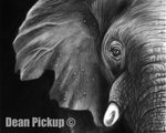 Elephant in the Room, Fine Art Print - 13"x16"