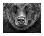 Grizzly Bear print for sale by Dean Pickup
