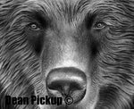 detail of Grizzly Bear print for sale by Dean Pickup