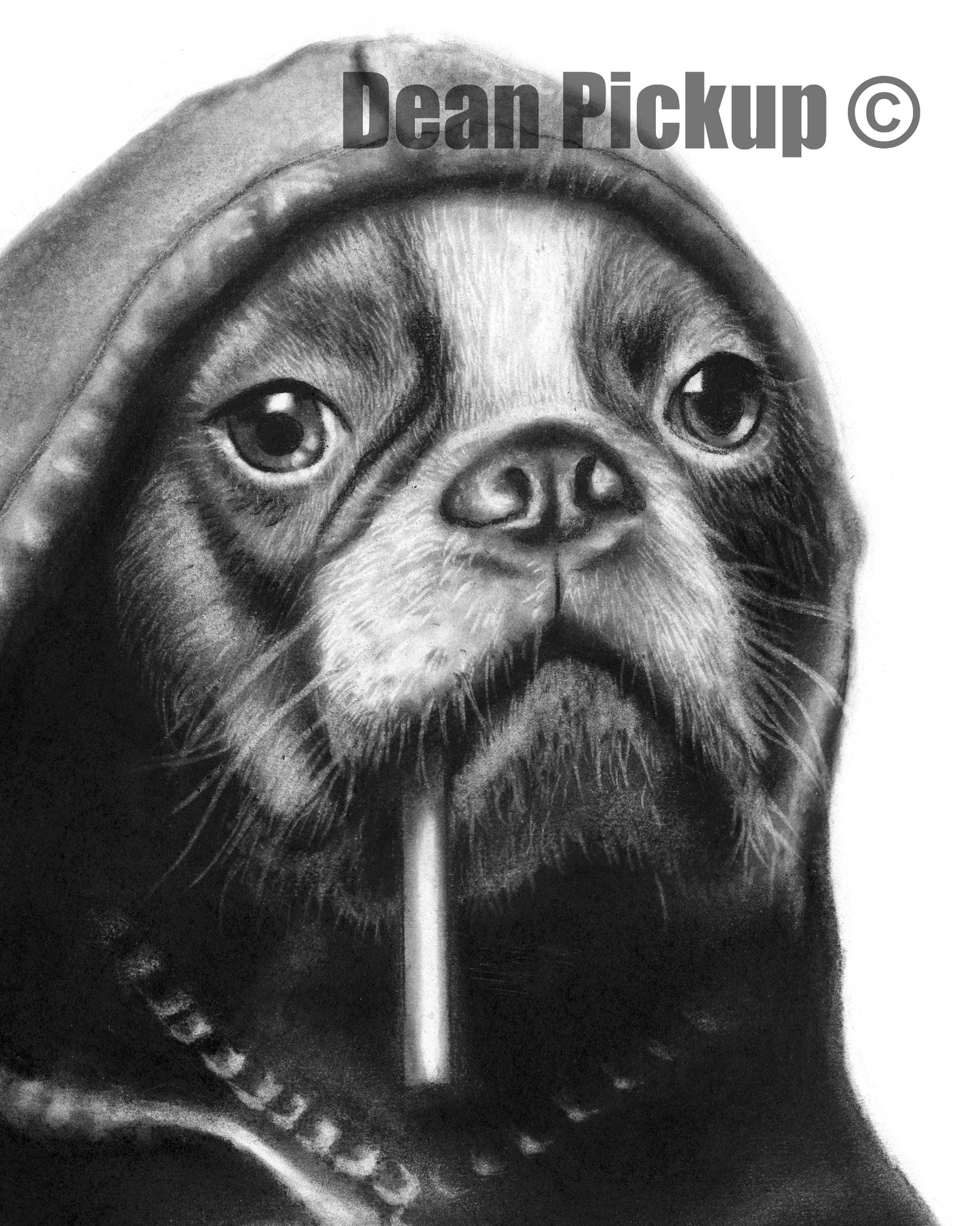 Detail of Boston Terrier Hoodlum drawn by Dean Pickup . Art prints for sale