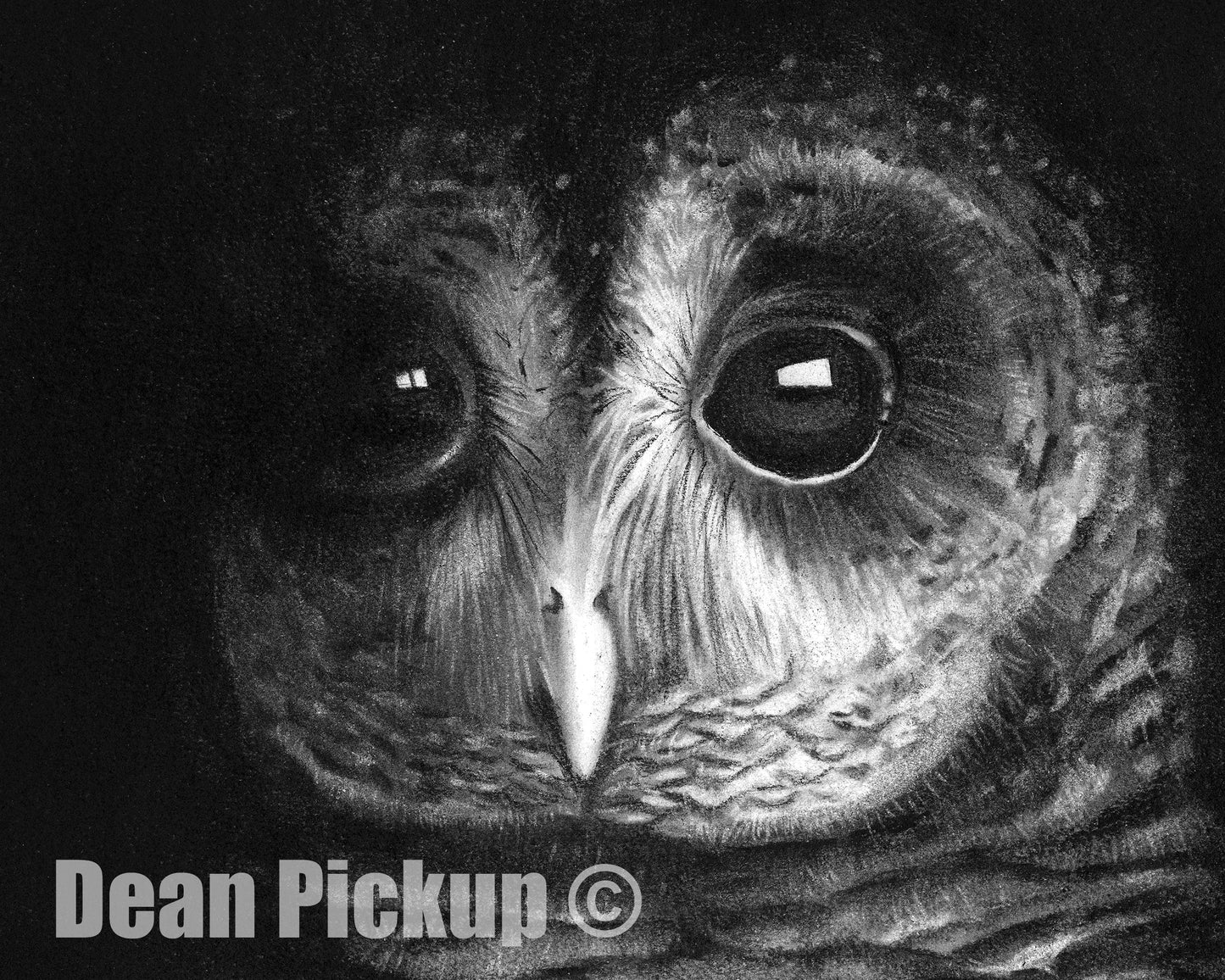 In The Dark, Barred Owl Fine Art Print - 13"x16"