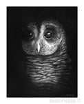 "In The Dark" Barred Owl Fine Art Print for sale. Dean Pickup Art
