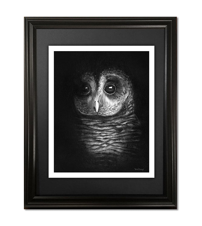 In The Dark, Barred Owl Fine Art Print - 13"x16"