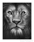 "Mercy" Lion Fine Art Print for sale. Dean Pickup Art