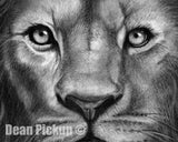 Mercy, Lion Fine Art Print - 13"x16"
