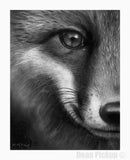 "Mischief" Fox Fine Art Print for sale. Dean Pickup Art