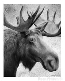 "The Recluse" Moose fine art print by Dean Pickup