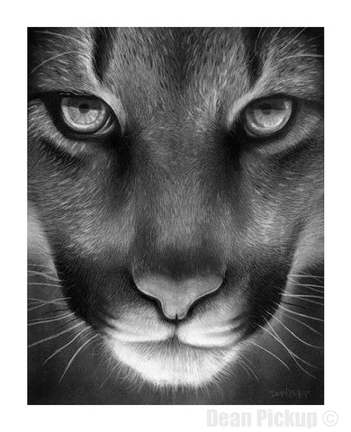 "Persistence" Cougar Print for sale by Dean Pickup