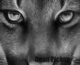 detail of Cougar print for sale by Dean Pickup