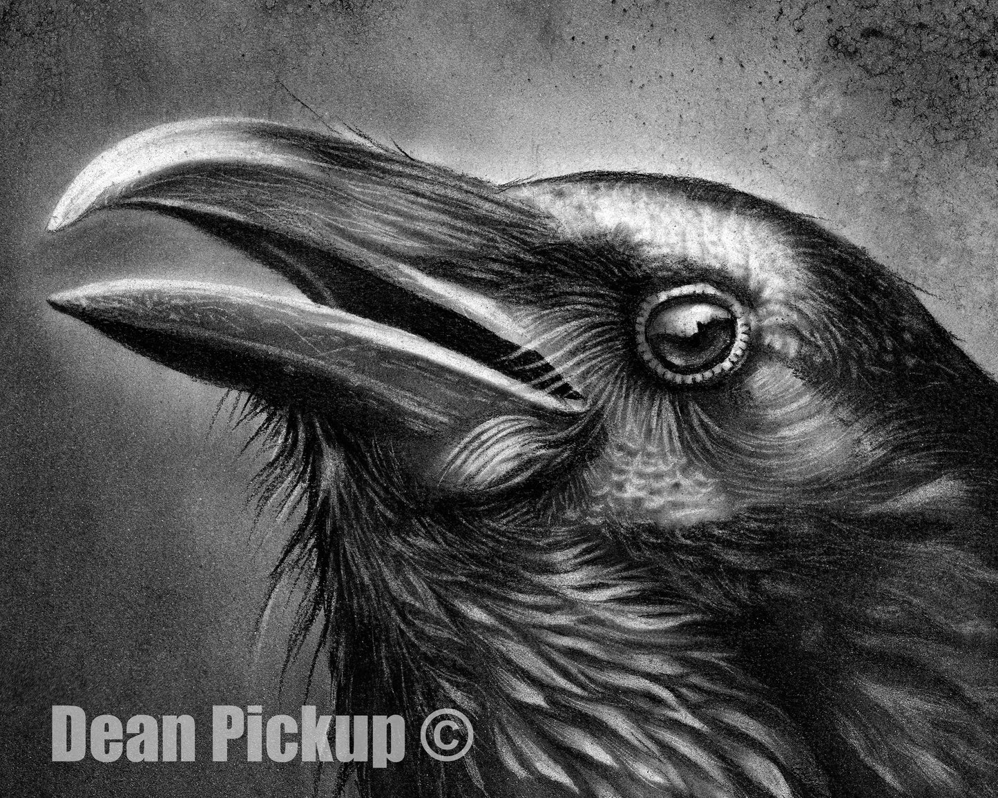 Raven, Fine Art Print - 13"x16"