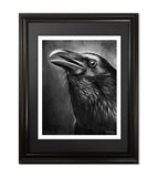 Raven Fine Art Print - 13"x16"