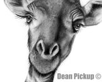 Stick Your Neck Out, Giraffe Fine Art Print - 13"x16"