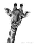 "Stick Your Neck Out" Giraffe fine art print by Dean Pickup