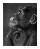 "The Thinker" Chimpanzee Fine Art Print for sale by Dean Pickup Art