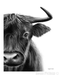 "Upfront", Highland Steer fine art print by Dean Pickup Art